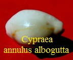 Cypraea annulus f. alboguttata, Bozzetti 2015